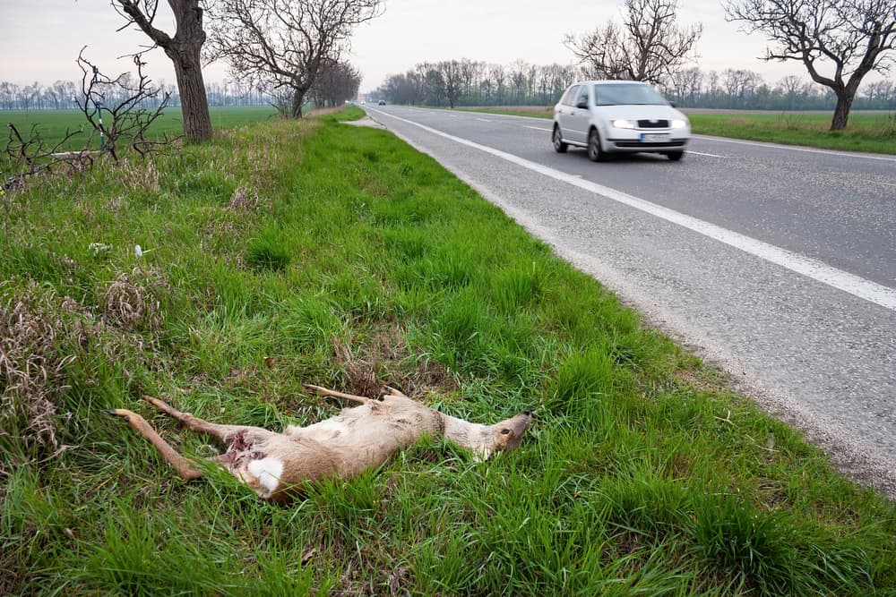 A car swerves to avoid a roe deer,  already lying dead on the roadside from a collision.